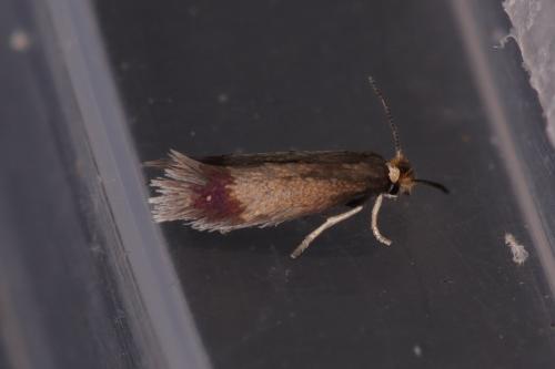 Stigmella anomalella